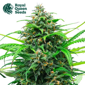 Pink Runtz Autoflower By Royal Queen Seeds