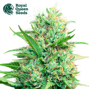 Pink Runtz Feminized By Royal Queen Seeds