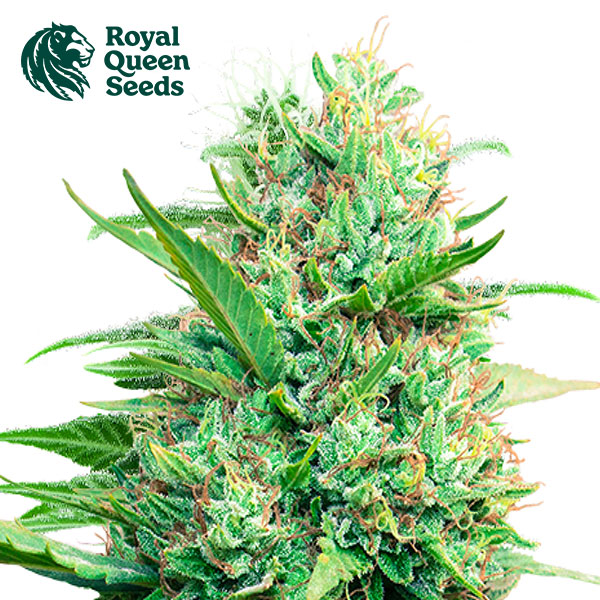 Pink Runtz Feminized By Royal Queen Seeds
