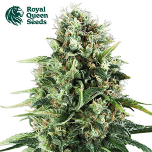 Power Flower Feminized By Royal Queen Seeds