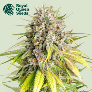 Punch Pie Feminized Royal Queen Seeds