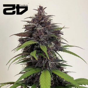 Purple Haze Autoflower By 42 Fast Buds Usa