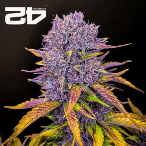 Purple Lemonade Autoflower By 42 Fast Buds Usa