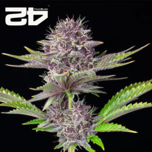Purple Punch Autoflower By 42 Fast Buds Usa