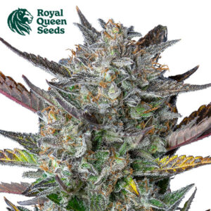 Purple Punch Autoflower By Royal Queen Seeds