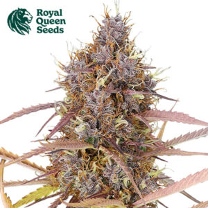 Purple Queen Autoflower By Royal Queen Seeds