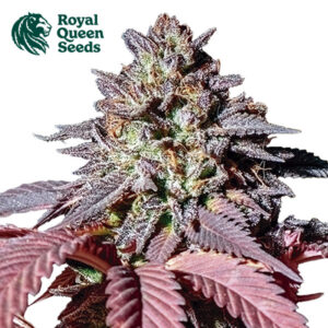 Purple Queen Feminized By Royal Queen Seeds
