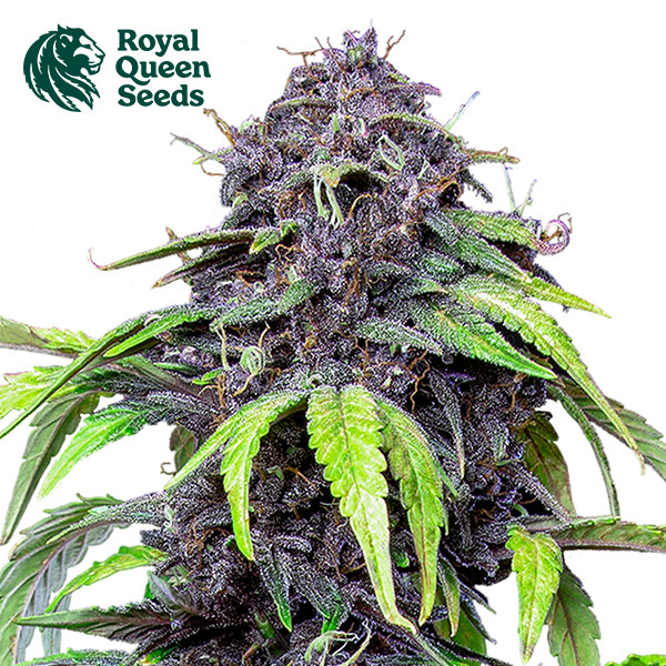 Purplematic CBD Autoflower By Royal Queen Seeds