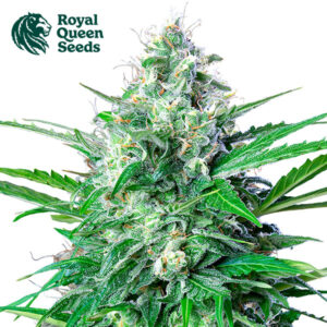 Royal AK Autoflower By Royal Queen Seeds