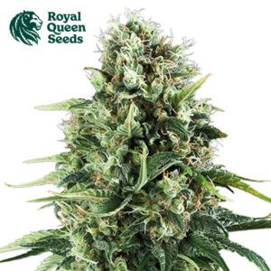 Royal AK Feminized By Royal Queen Seeds