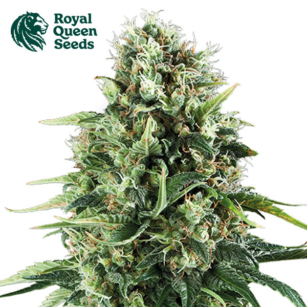 Royal AK Feminized By Royal Queen Seeds