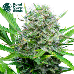Royal Bluematic Autoflower By Royal Queen Seeds