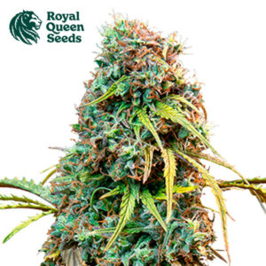 Royal CBDV Autoflower By Royal Queen Seeds