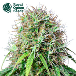 Royal CBG Autoflower By Royal Queen Seeds