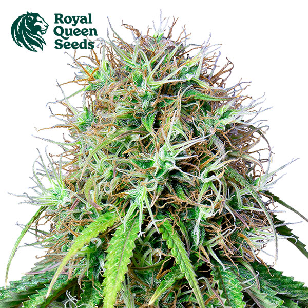Royal CBG Autoflower By Royal Queen Seeds