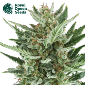 Royal Cheese Autoflower By Royal Queen Seeds