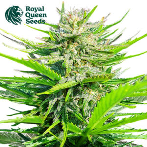 Royal Cheese Feminized By Royal Queen Seeds
