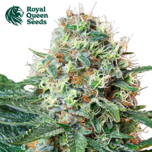 Royal Cookies Feminized By Royal Queen Seeds