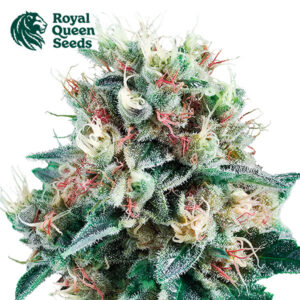 Royal Creamatic Autoflower By Royal Queen Seeds