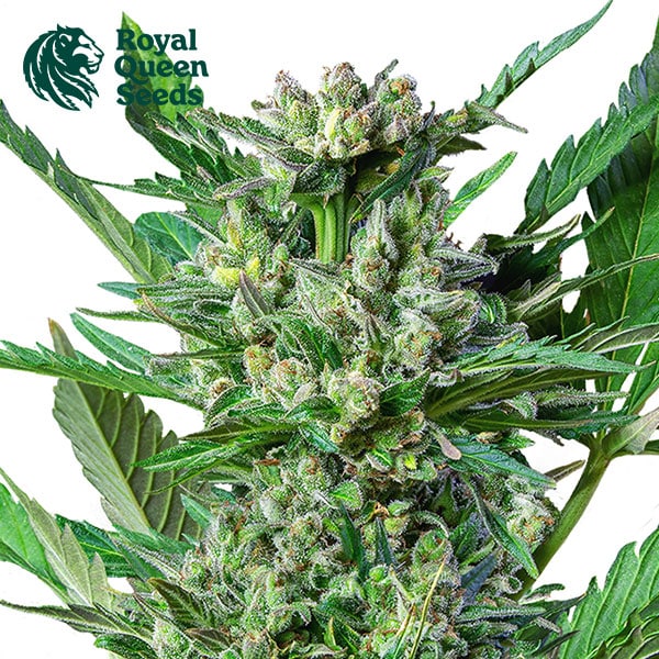 Royal Dwarf Autoflower By Royal Queen Seeds