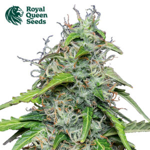 Royal Gorilla Autoflower By Royal Queen Seeds