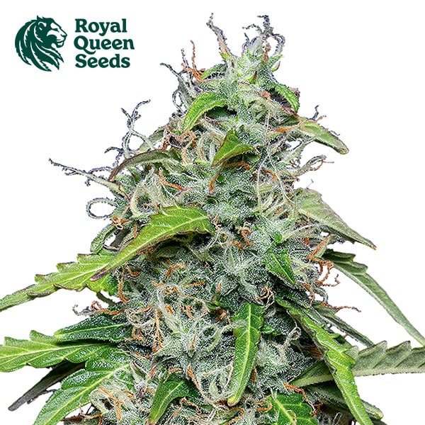 Royal Gorilla Autoflower By Royal Queen Seeds