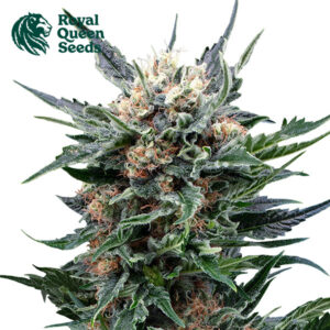 Royal Gorilla Feminized By Royal Queen Seeds