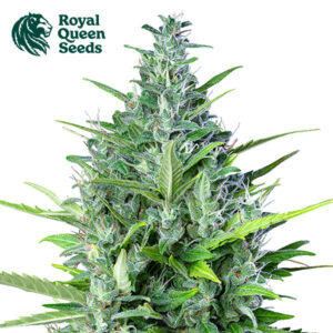 Royal Haze Autoflower By Royal Queen Seeds