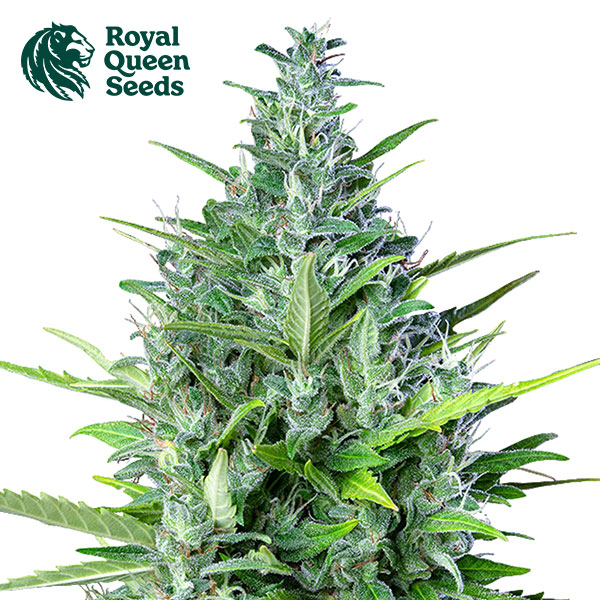Royal Haze Autoflower By Royal Queen Seeds