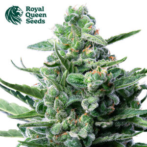 Royal Jack Autoflower By Royal Queen Seeds