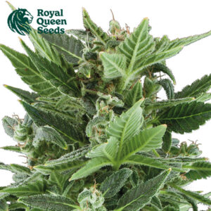 Royal Kush Autoflower By Royal Queen Seeds