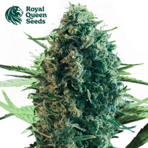 Royal Medic CBD Feminized By Royal Queen Seeds