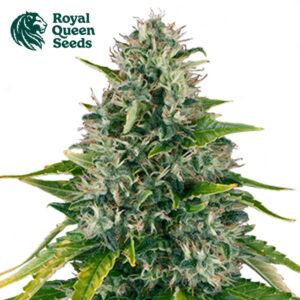 Royal Moby Feminized By Royal Queen Seeds