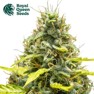 Royal Runtz Autoflower By Royal Queen Seeds