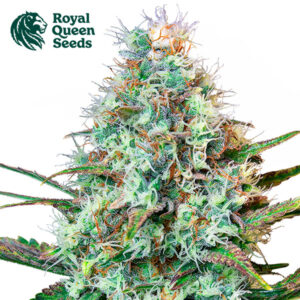 Royal Runtz Feminized By Royal Queen Seeds