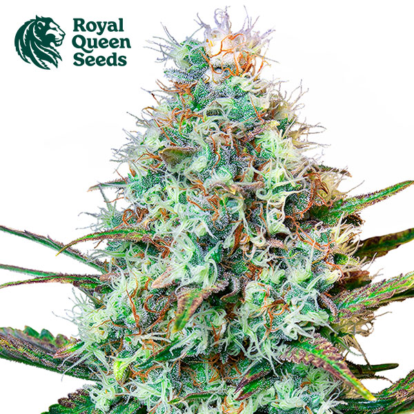 Royal Runtz Feminized By Royal Queen Seeds
