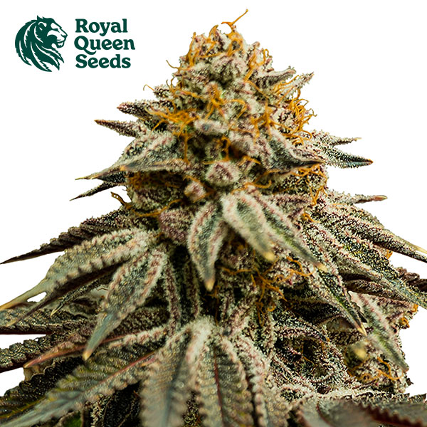 Royal Skywalker Feminized By Royal Queen Seeds