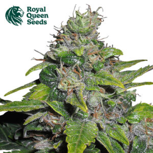 Royal THCV CBD Feminized By Royal Queen Seeds