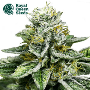Sherbet Queen Feminized By Royal Queen Seeds