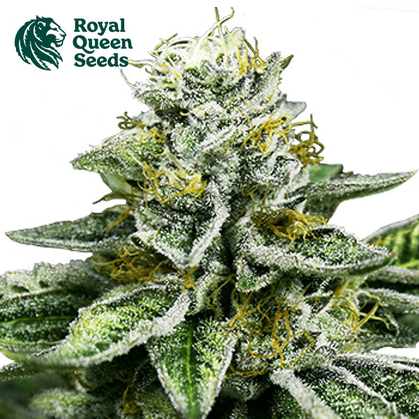 Sherbet Queen Feminized By Royal Queen Seeds