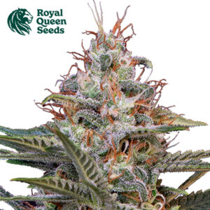 Shogun Feminized By Royal Queen Seeds