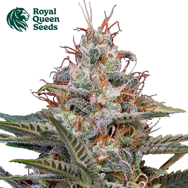 Shogun Feminized By Royal Queen Seeds