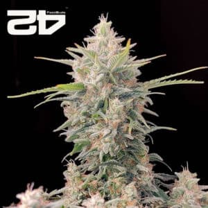 Skunk Autoflower By 42 Fast Buds Usa