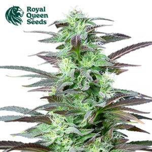 Skunk XL Feminized By Royal Queen Seeds