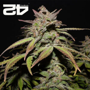 Smoothie Autoflower By 42 Fast Buds Usa