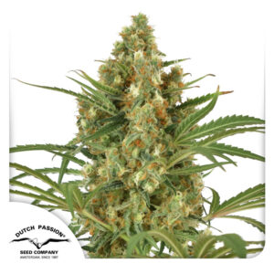 Snow Bud Feminized By Dutch Passion Seed Company