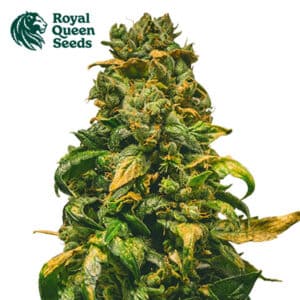 Solomatic CBD Autoflower By Royal Queen Seeds