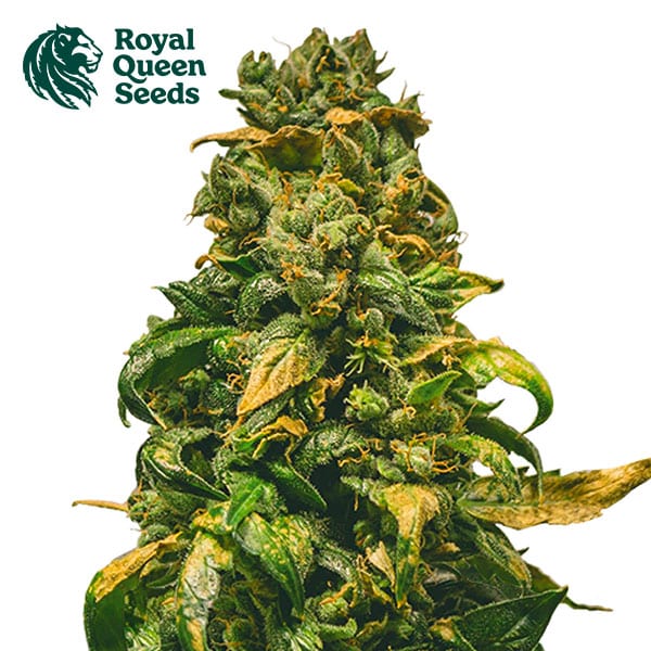 Solomatic CBD Autoflower By Royal Queen Seeds