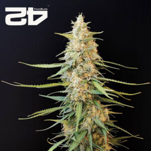 Sour Diesel Autoflower By 42 Fast Buds Usa