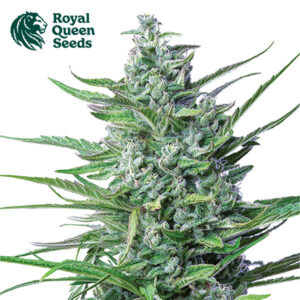 Special Kush 1 Feminized By Royal Queen Seeds
